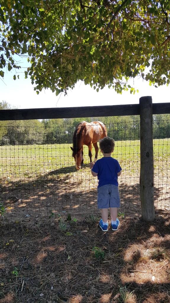 Watching a horse by the playground